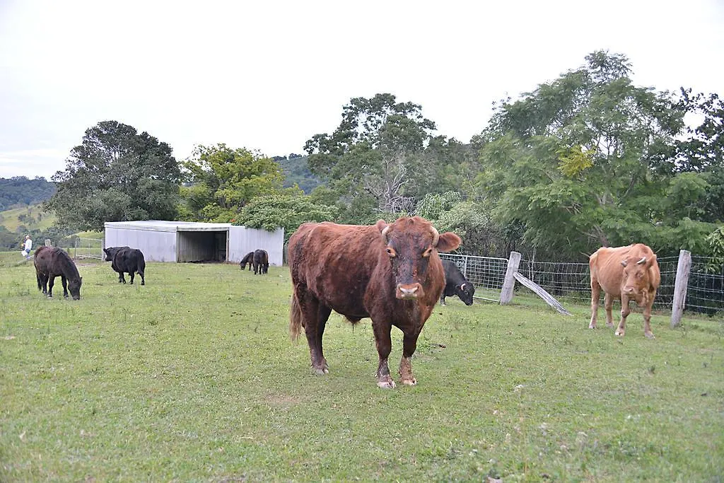 Cooroy Country CottagesBlack Mountain ロッジ