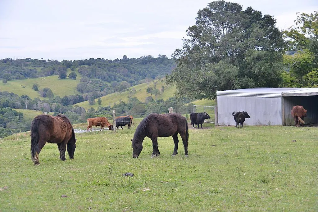 Cooroy Country Cottages Black Mountain