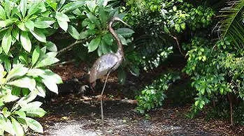 Cooroy Country Cottages Black Mountain 0*,